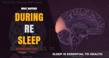 Exploring the Intricacies of REM Sleep
