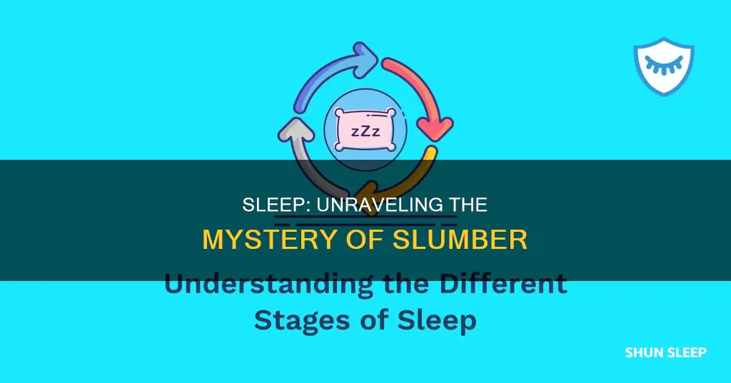 what happens during sleep and why we need to sleep