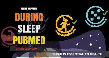 Sleep Science: Understanding the Brain's Nightly Work