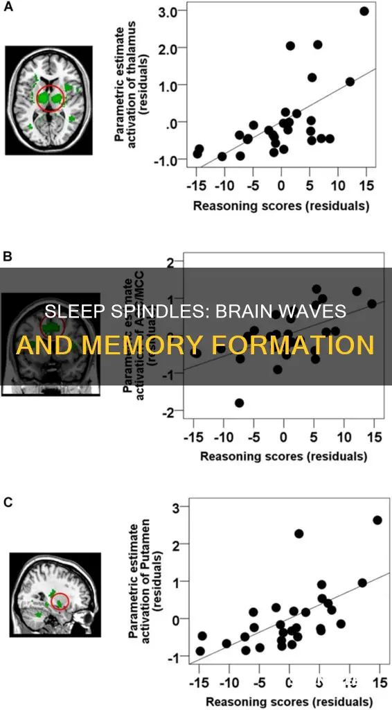 what happens during sleep spindle