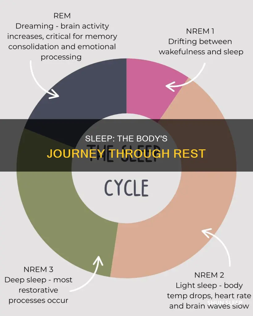 what happens during sleep summary