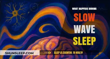 Exploring Slow Wave Sleep: Brain Activity and Memory Formation