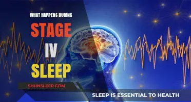 Deep Sleep: What Happens in Stage IV
