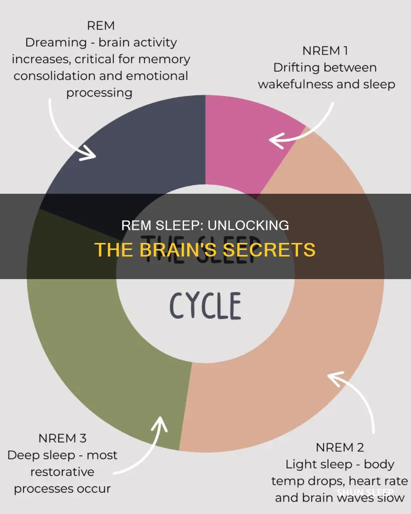 what happens during the rem cycle of sleep