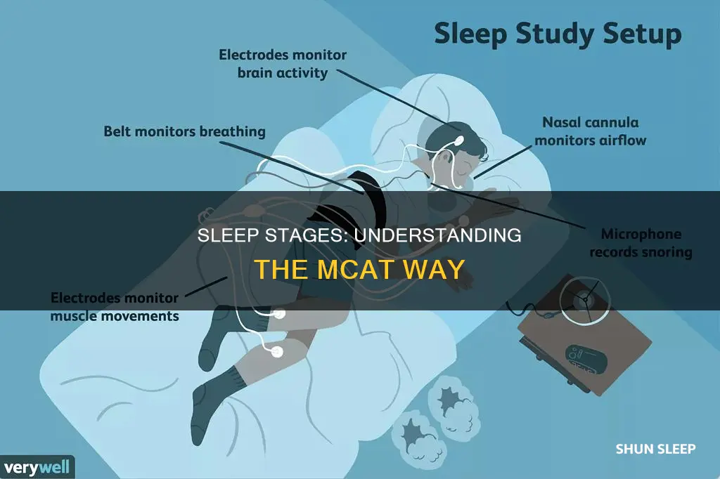 what happens during the stages of sleep mcat