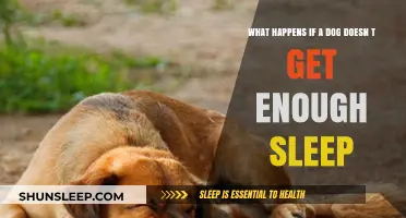 Lack of Sleep in Dogs: Consequences and How to Help