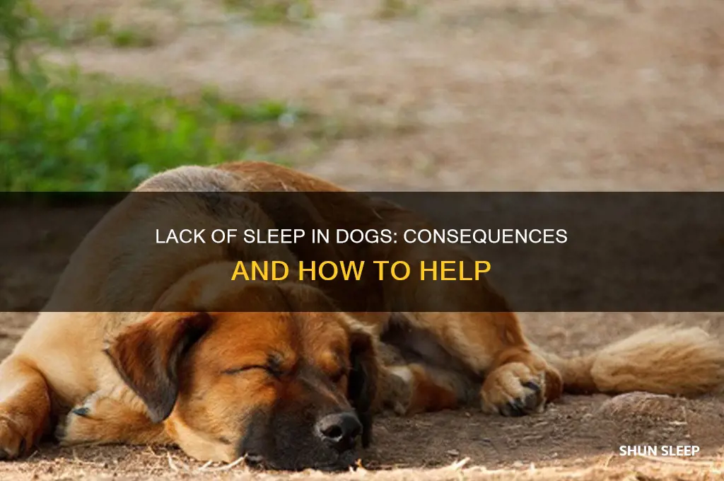 what happens if a dog doesn t get enough sleep