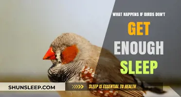 Sleep-Deprived Birds: Consequences of Insufficient Rest on Avian Health