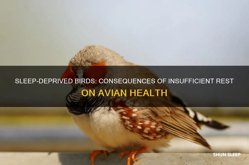 what happens if birds don