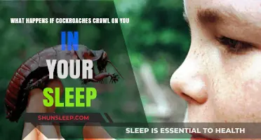 Cockroaches in Bed: What You Need to Know