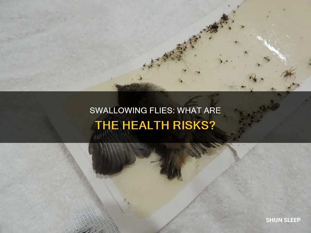 what happens if you swallow a fly in your sleep
