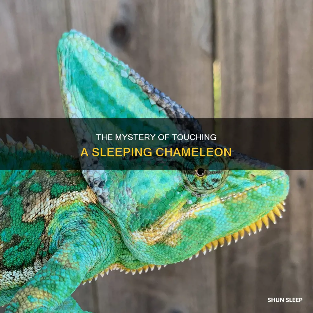 what happens if you touch a sleeping chameleon