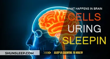 Brain Cells: Unconscious Activity During Sleep