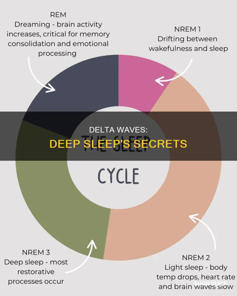 what happens in delta wave of sleep