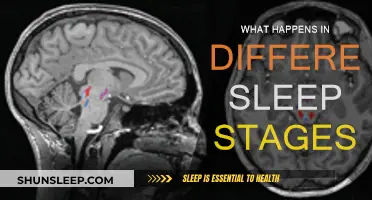 Sleep Stages: What Happens When You're Asleep