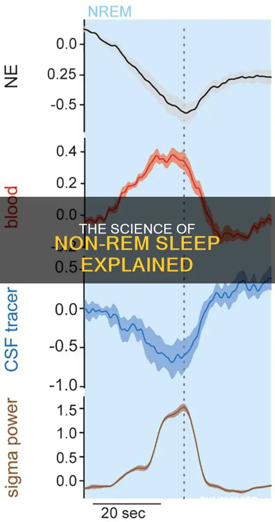 what happens in non rem sleep