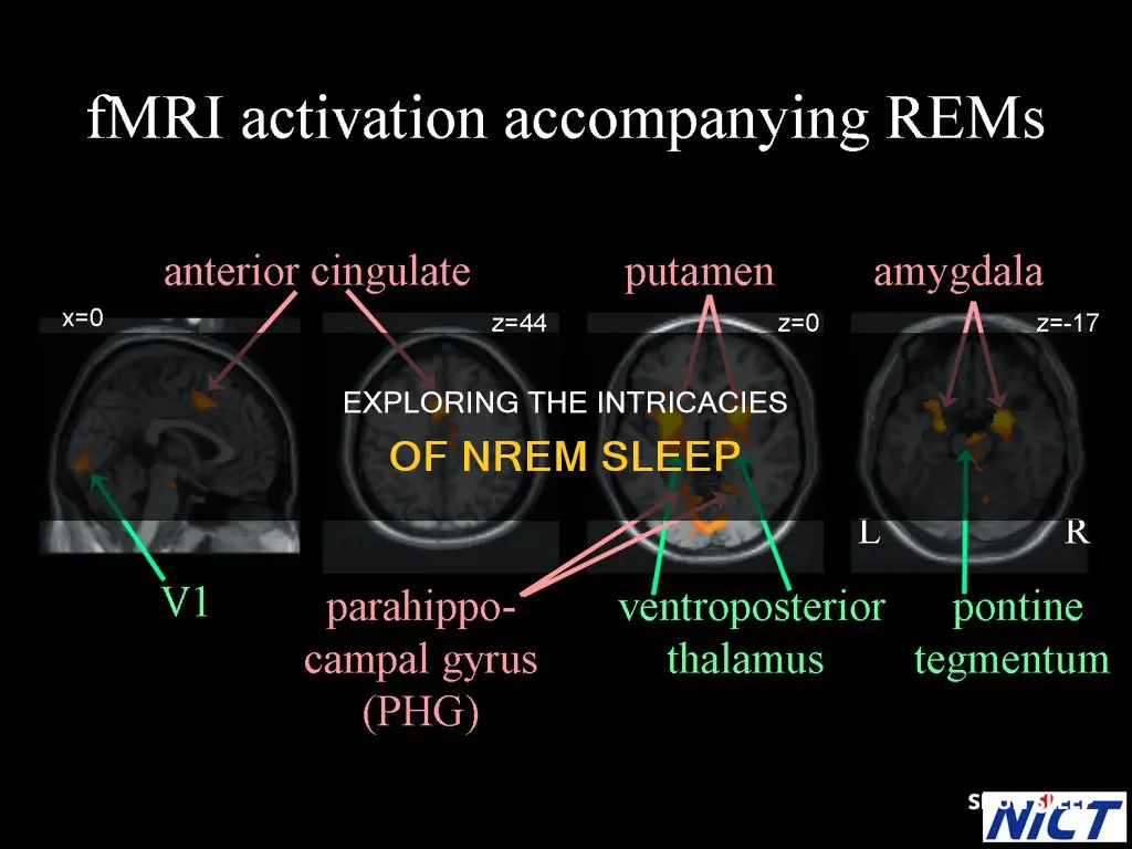 what happens in nrem sleep