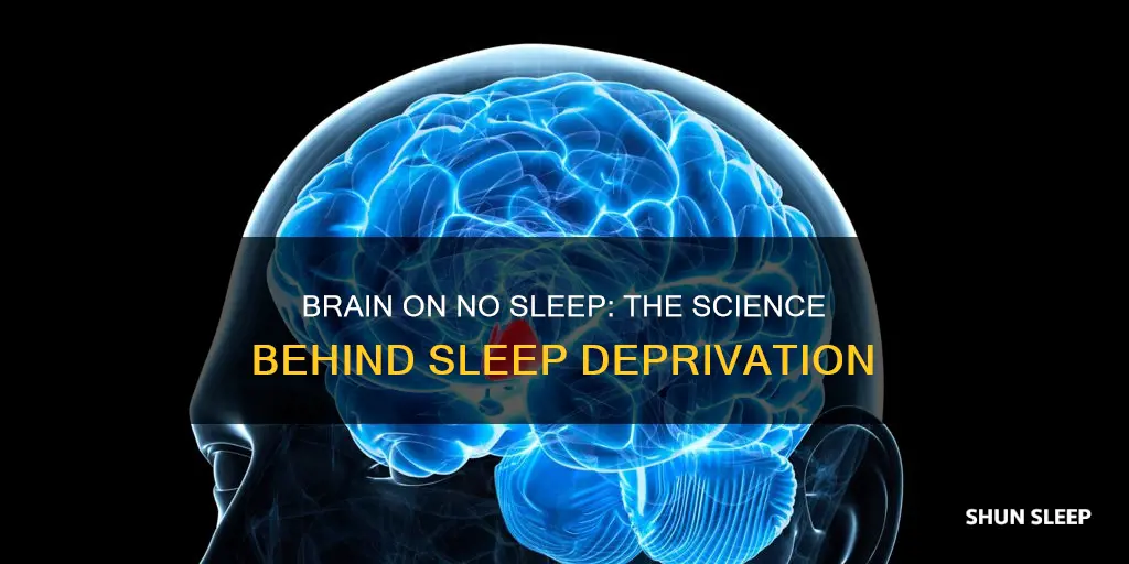 what happens in our brain when you dont sleep