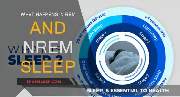 Exploring the Brain in REM and NREM Sleep