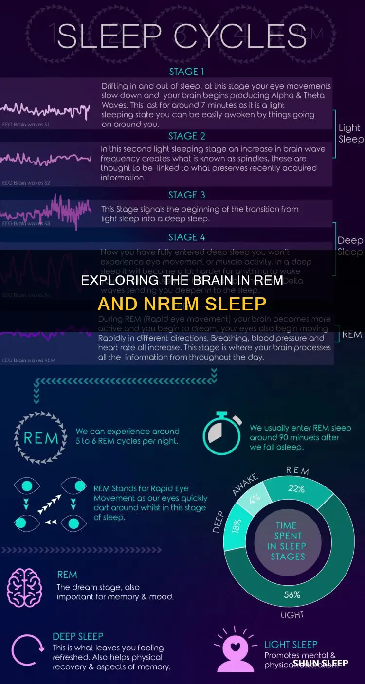 what happens in rem and nrem sleep