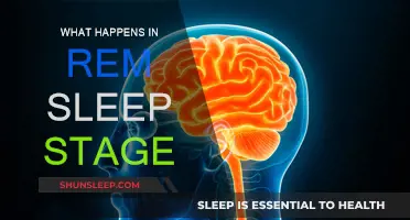 REM Sleep: The Brain's Active Resting Phase