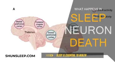 Sleep: Neuronal Survival and Death