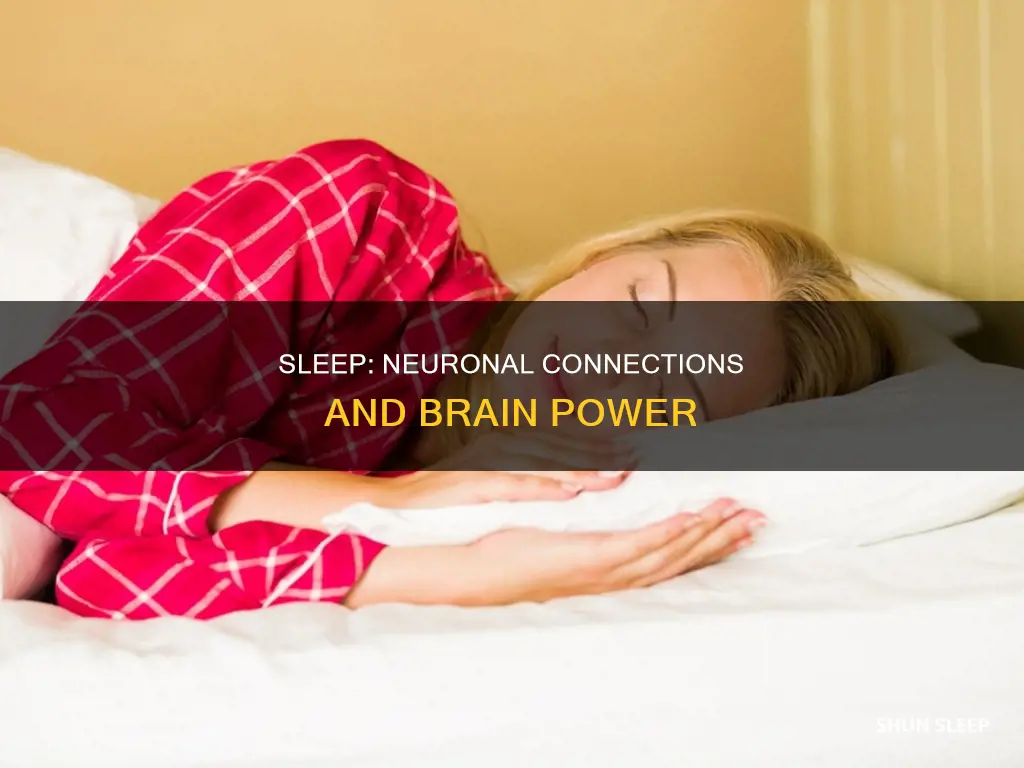 what happens in sleep neuronal connections