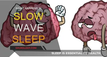 Understanding Slow Wave Sleep: Brain Activity and Memory Formation