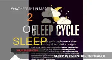 Sleep's Second Stage: Brain Activity and Body Relaxation