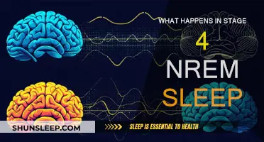 Exploring the Deep Secrets of Stage 4 NREM Sleep