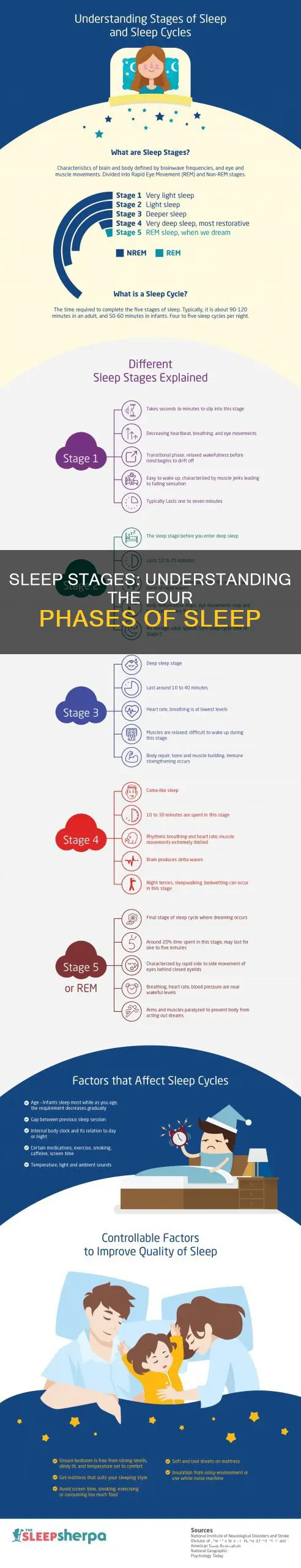what happens in the 4 stages of sleep