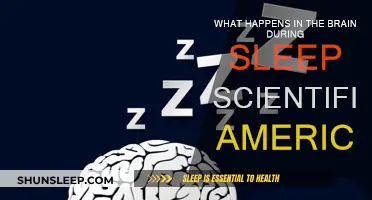 Brain Activity During Sleep: Scientific American Explores