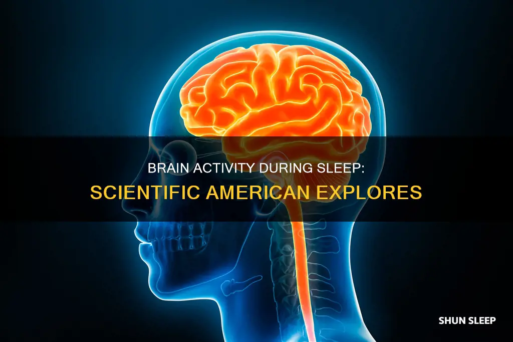 what happens in the brain during sleep scientific american