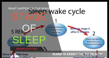 The Brain's Night Shift: Wake Stage of Sleep