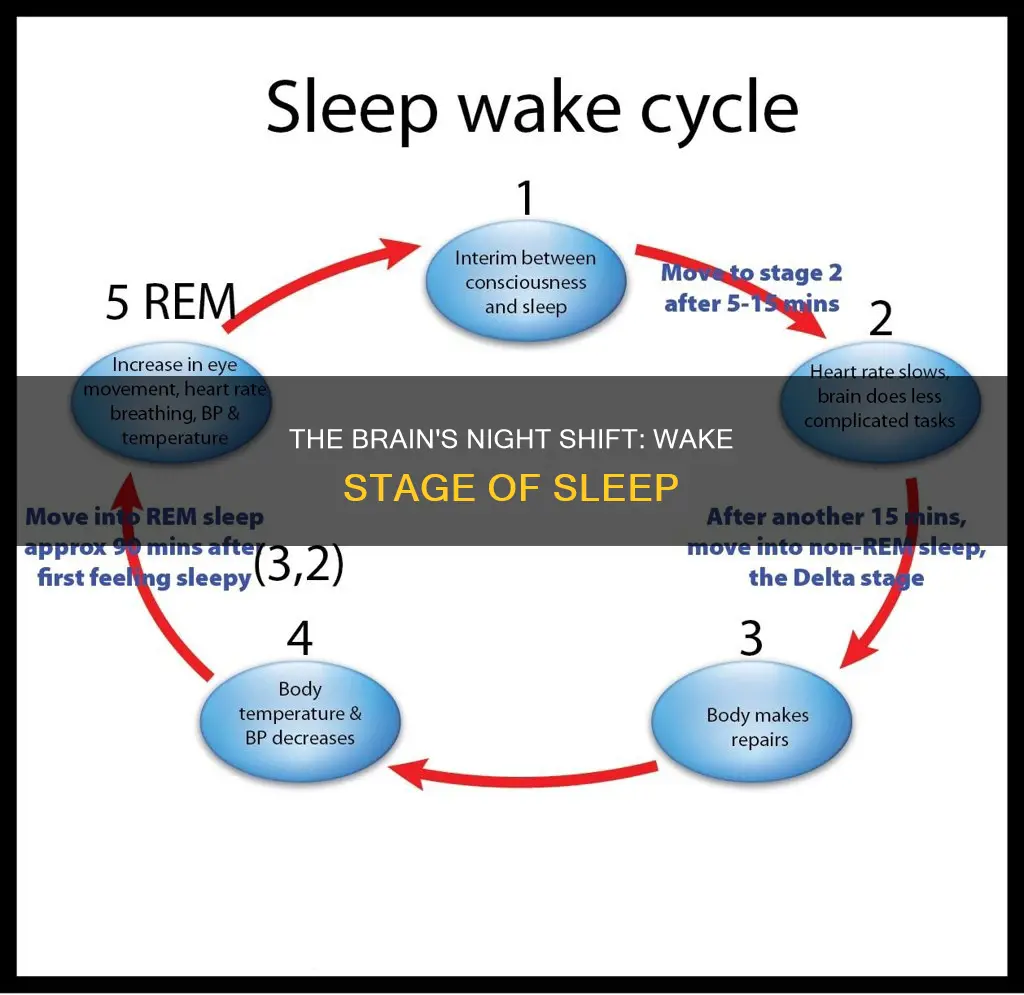 what happens in the wake stage of sleep