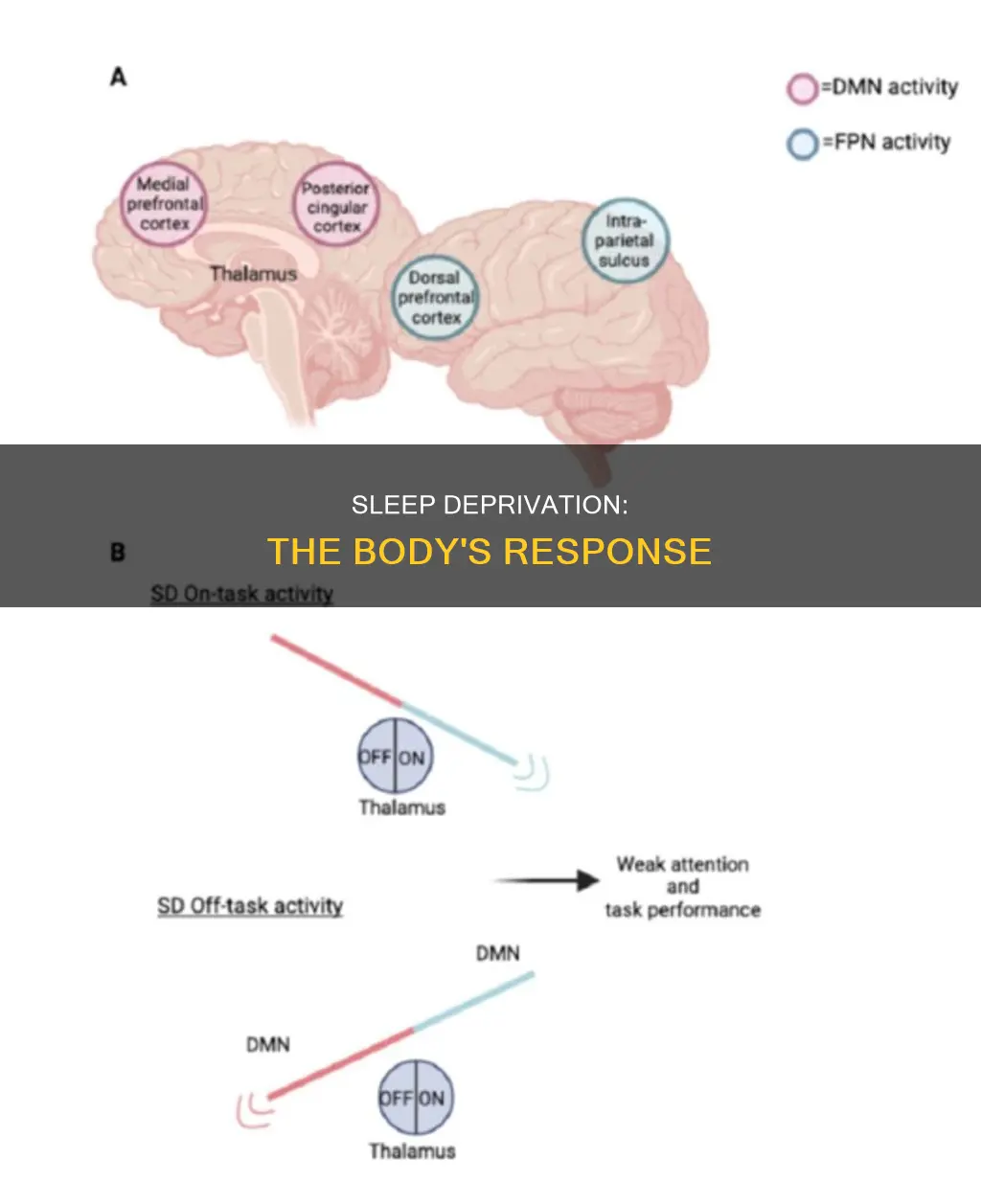 what happens in your body when you don sleep