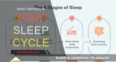 Sleep Cycles: Brain Activity and Body Restoration