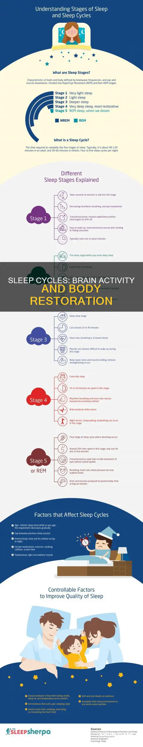 what happens in your sleep cycle