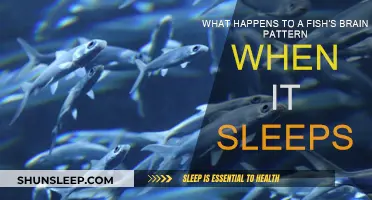 Fish Brain Activity: Unconscious Patterns Revealed