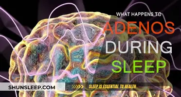 Adenosine's Role: Sleep and Brain Function