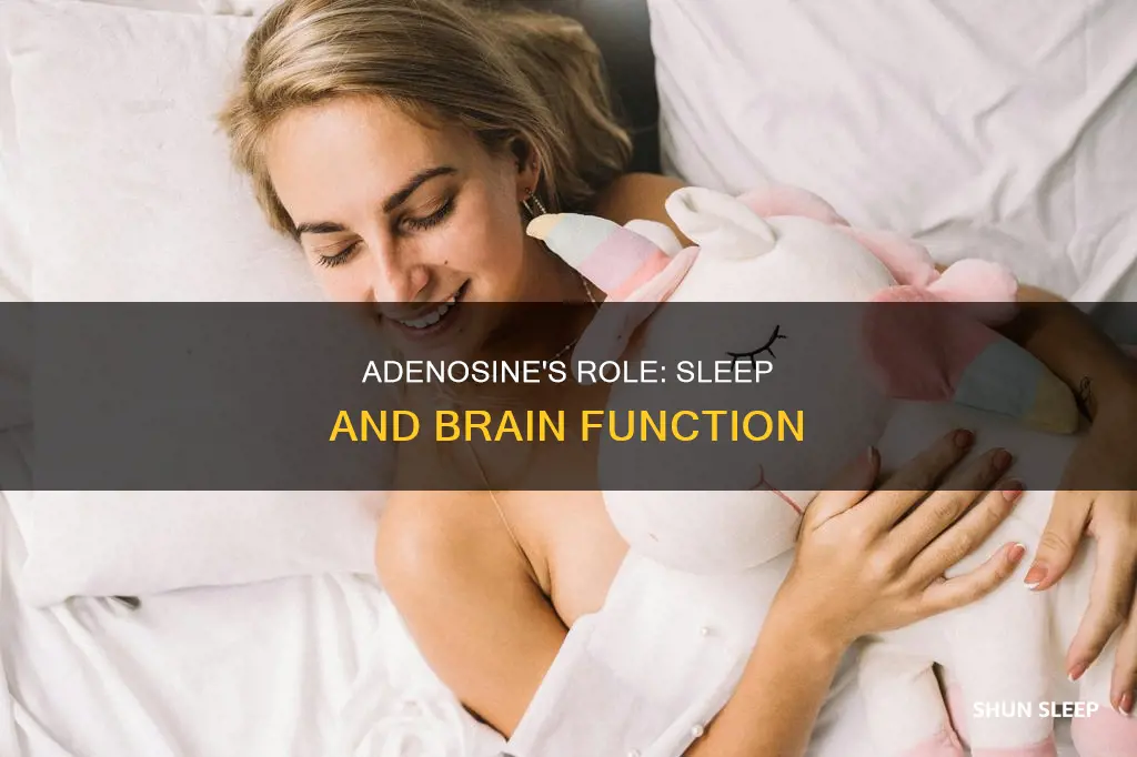 what happens to adenosine during sleep
