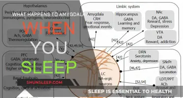Amygdala's Night Shift: What Happens When We Sleep?