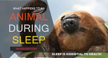 How Do Animals Sleep?