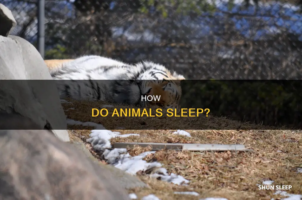 what happens to an animal during sleep