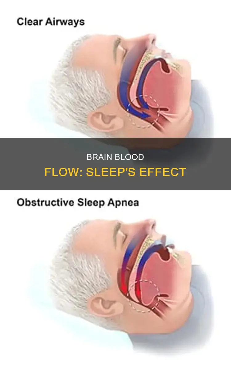 what happens to blood flow to the brain during sleep