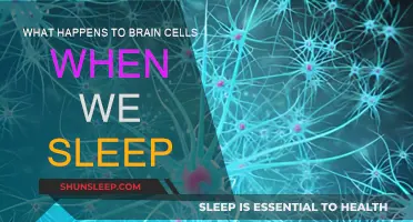 Brain Cells Recharge and Repair During Sleep