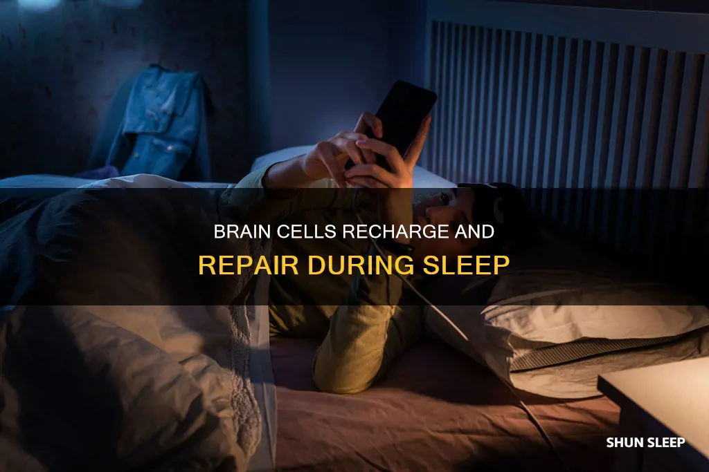 what happens to brain cells when we sleep