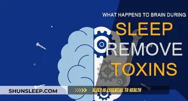 Brain Detox: Sleep's Role in Removing Toxins