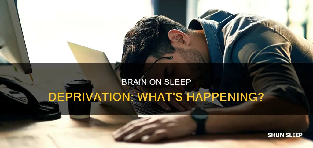what happens to brain eithout sleep