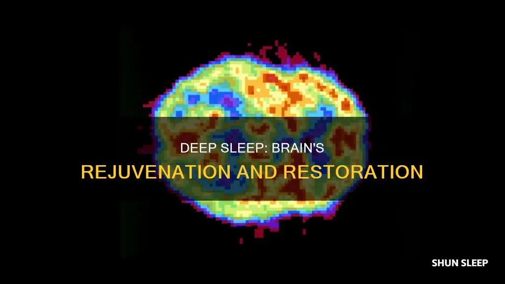what happens to brain in deep sleep